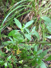 Coprosma ×cunninghamii