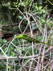 Cephonodes cunninghami