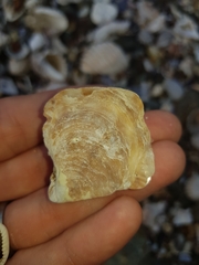 Pinctada maculata