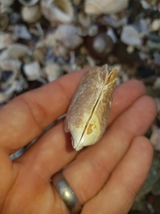 Pinctada maculata