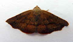 Laspeyria concavata