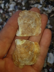 Pinctada maculata