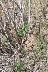 Lomatium suksdorfii