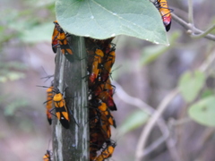 Oncopeltus guttaloides