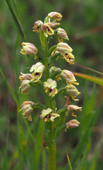 Orchis galilaea