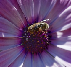 Eristalinus