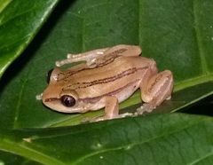 Bagamoyo Forest Treefrog photo 2