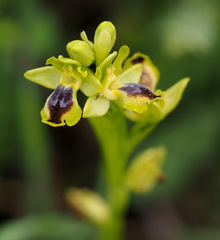 Ophrys lutea galilaea