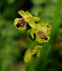 Ophrys lutea galilaea