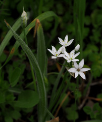 Allium trifoliatum