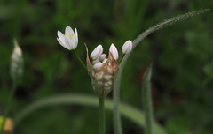 Allium trifoliatum