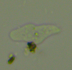Hartmannellidae