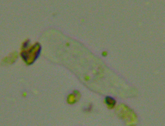 Hartmannellidae
