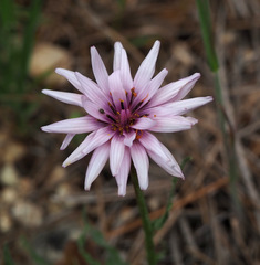 Pseudopodospermum papposum