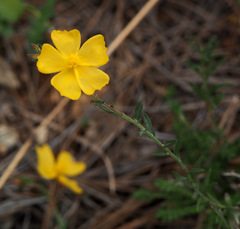 Fumana arabica