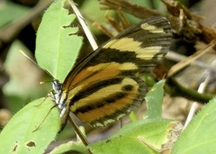 Eresia eunice mechanitis