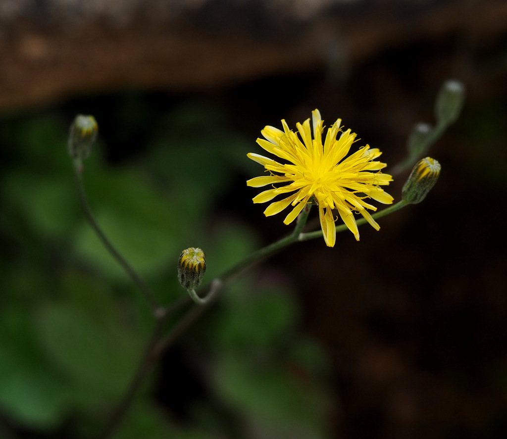 Crepis hierosolymitana