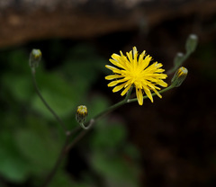 Crepis hierosolymitana