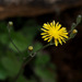Crepis hierosolymitana - Photo (c) Ron Frumkin, some rights reserved (CC BY-NC), uploaded by Ron Frumkin
