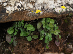 Crepis hierosolymitana