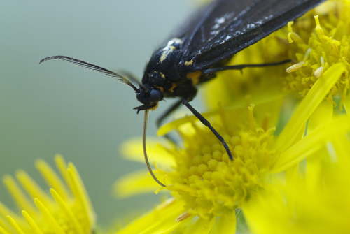 New Zealand Magpie Moth photo 3