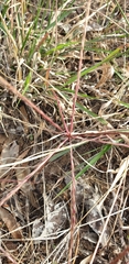 Enteropogon acicularis