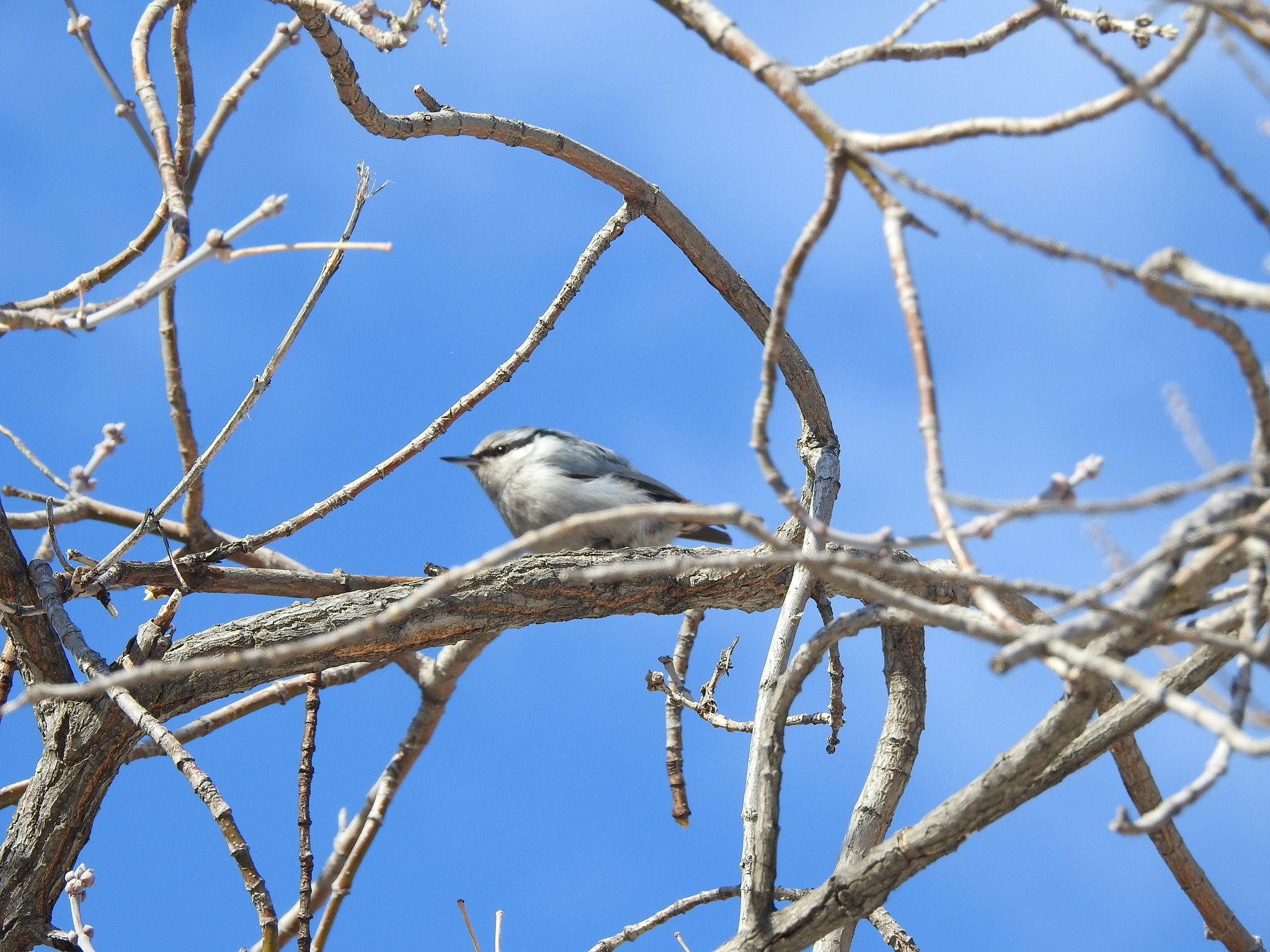 Eurasian Nuthatch