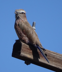 Coracias naevius mosambicus