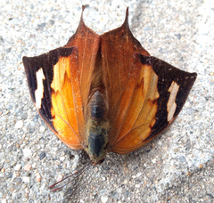 Fountainea eurypyle confusa