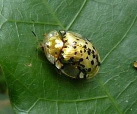 Blackdot Tortoise Beetle