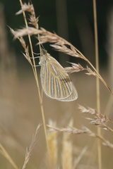 Argyrophenga antipodum