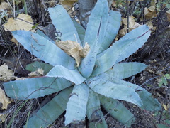 Agave seemanniana