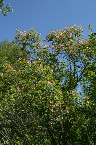 Lonicera tatarica