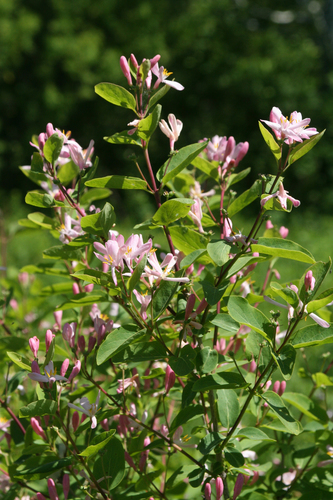 Lonicera tatarica