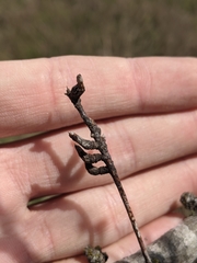 Asphondylia prosopidis