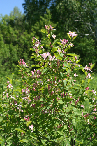 Lonicera tatarica