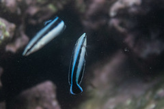 Aspidontus taeniatus