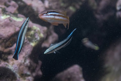 Aspidontus taeniatus