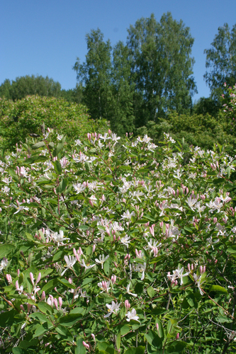 Lonicera tatarica