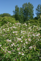 Lonicera tatarica