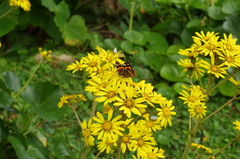 Vanessa indica indica