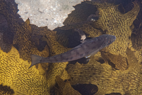 Banded whiting (Sillago maculata) — Sillaginidae — 5