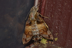 Macroglossum pyrrhosticta