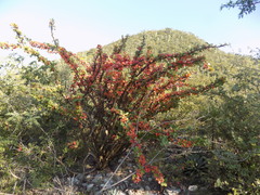 Jatropha neopauciflora