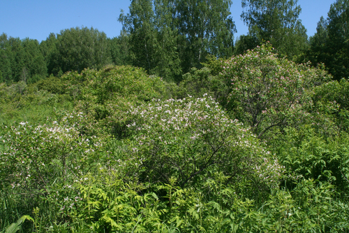 Lonicera tatarica