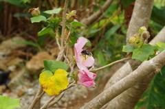 Xylocopa flavifrons