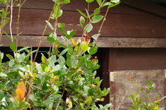 Papilio memnon thunbergii