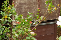 Papilio memnon thunbergii