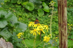 Vanessa indica indica