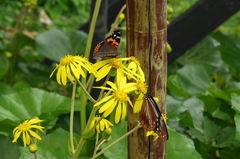 Vanessa indica indica